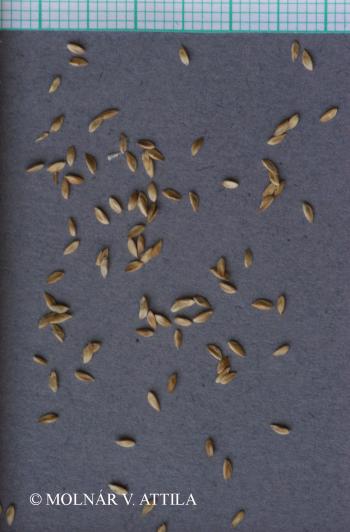 Cynodon dactylon (L.) Pers. 4.Image