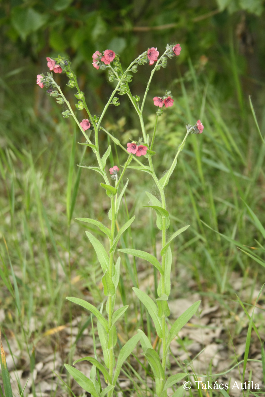 Cynoglossum hungaricum Simonk.