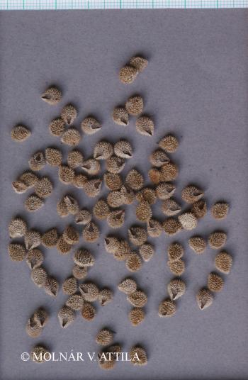 Cynoglossum hungaricum Simonk. 3.Image