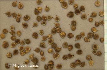 Cynoglossum hungaricum Simonk. 2.Image