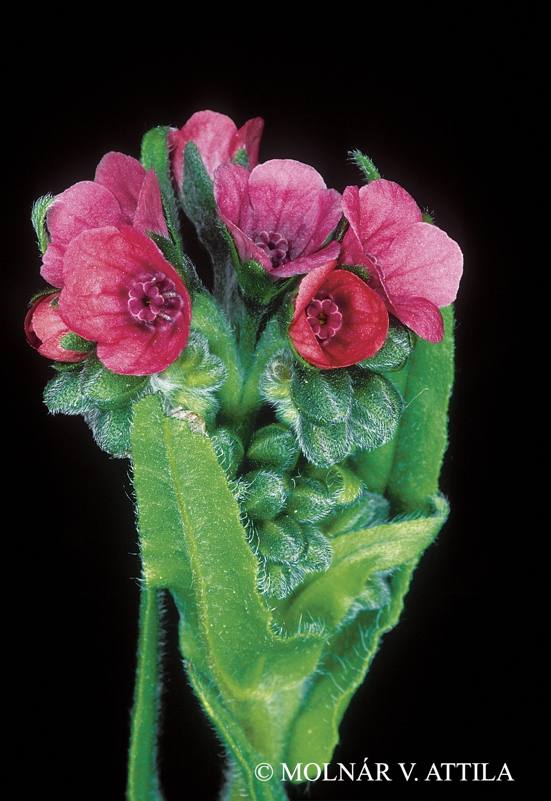 Cynoglossum officinale L.