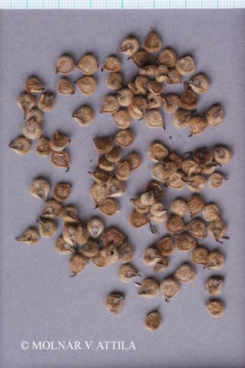 Cynoglossum officinale L. 2.Image