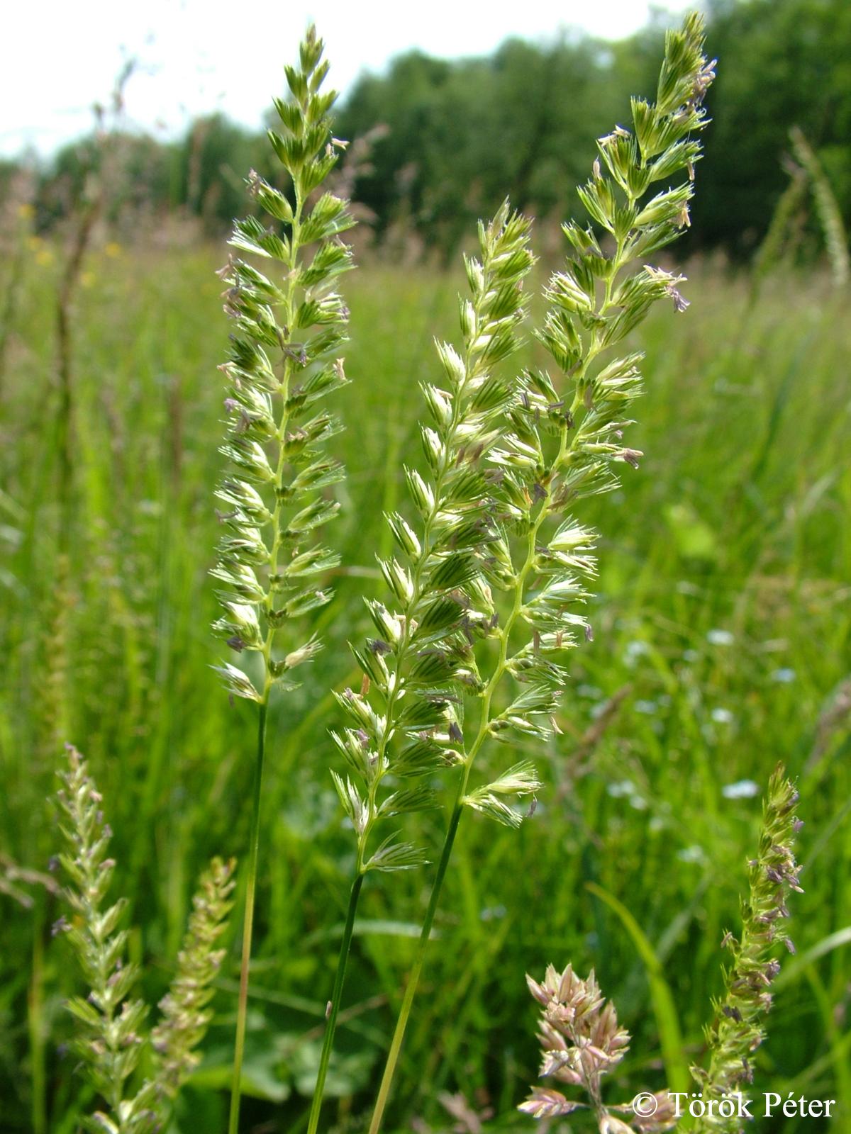 Cynosurus cristatus L.