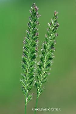 Cynosurus cristatus L. 3.Image