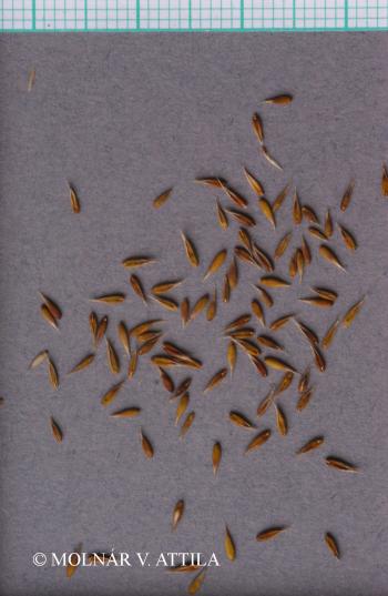 Cynosurus cristatus L. 4.Image