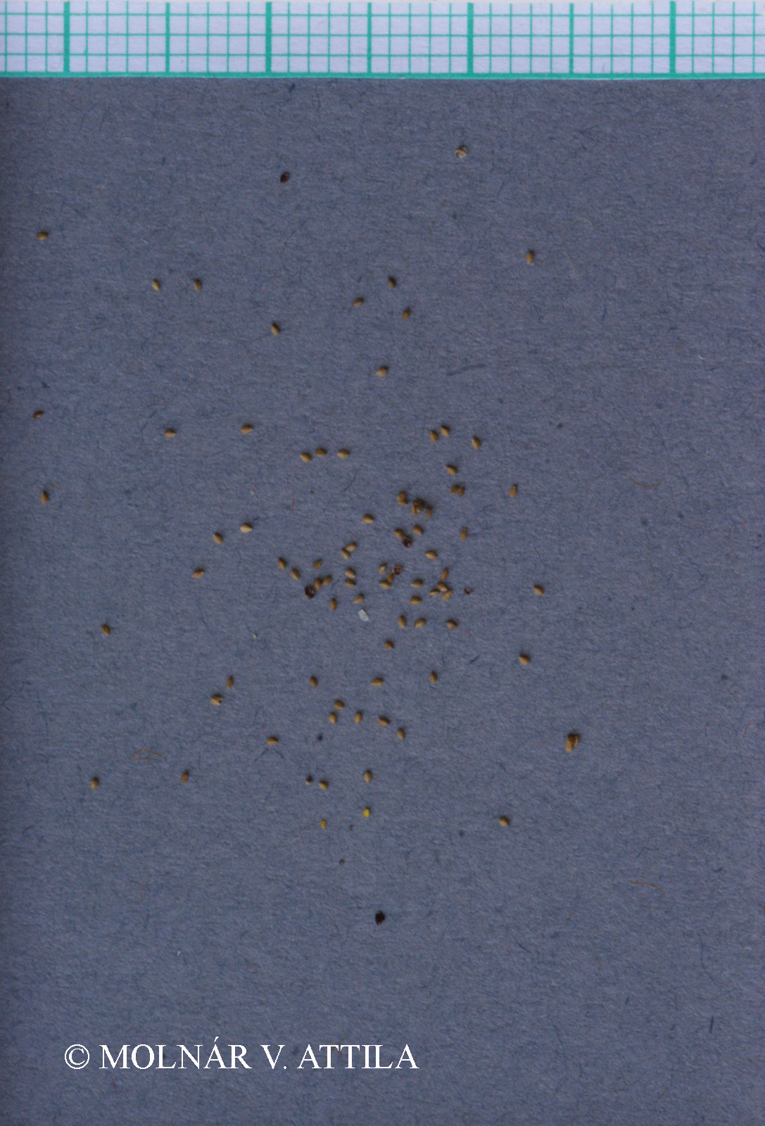 Cyperus difformis L.
