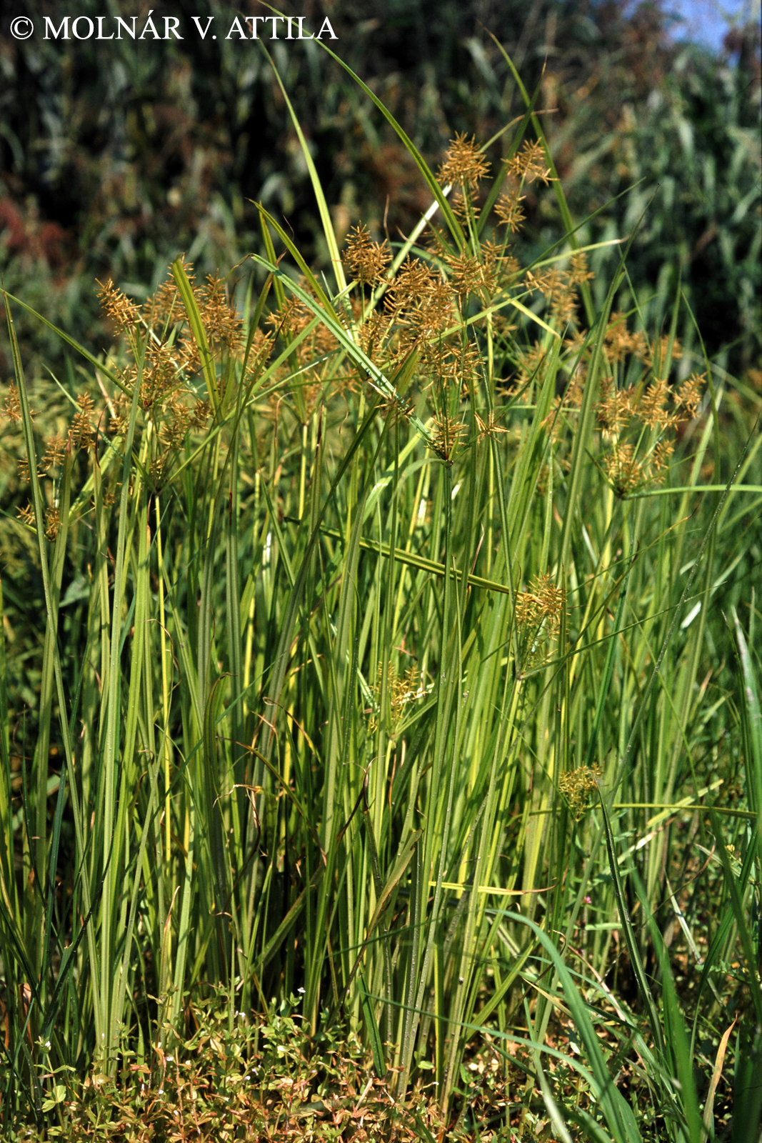 Cyperus esculentus L.