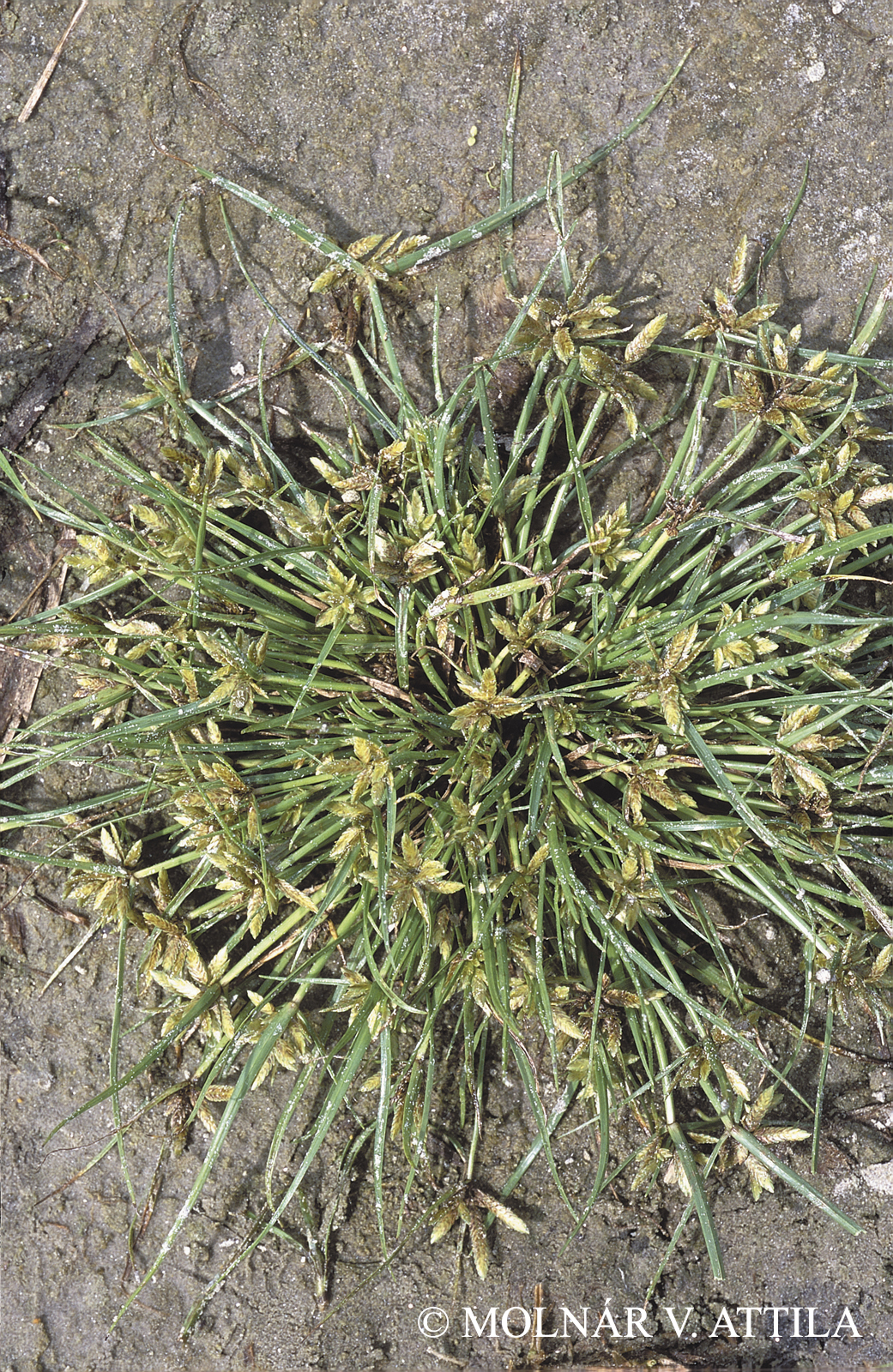 Cyperus flavescens L.