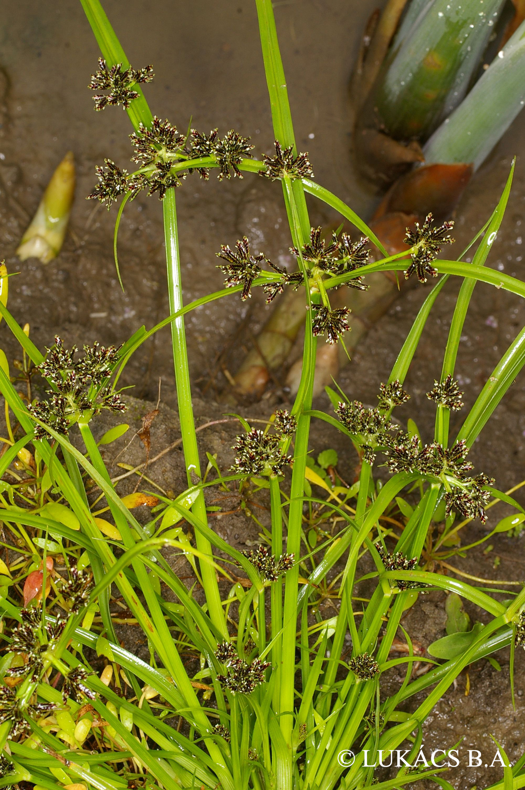 Cyperus fuscus L.