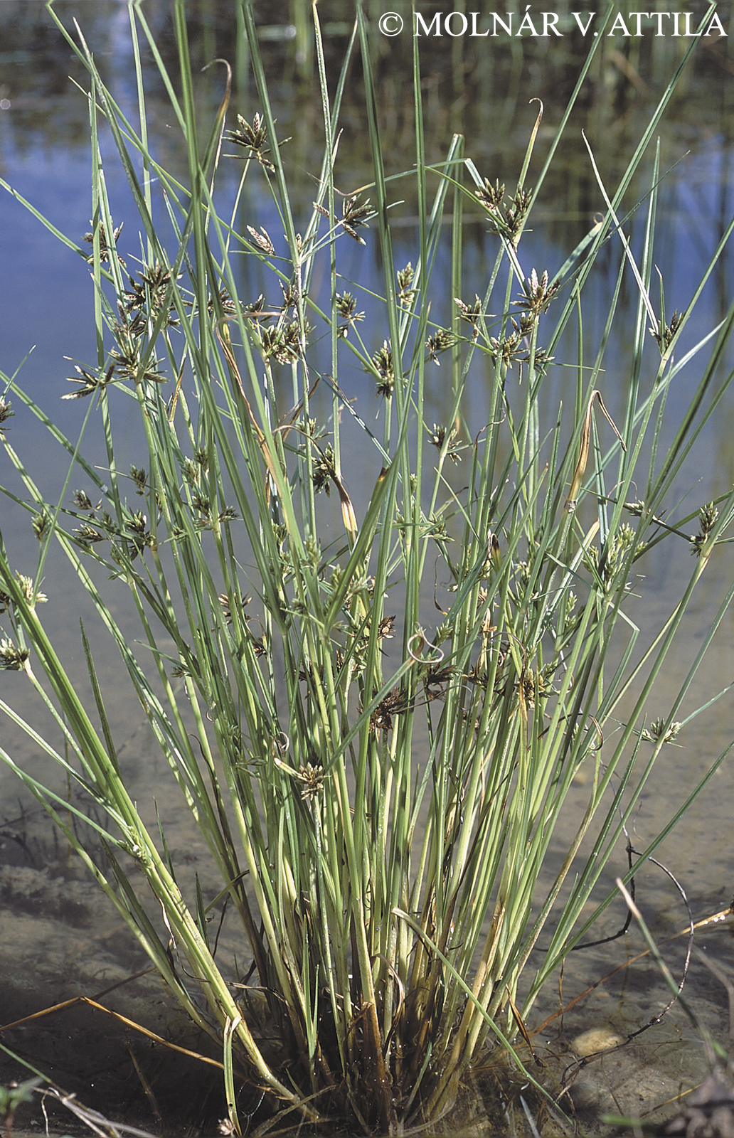 Cyperus glaber L.