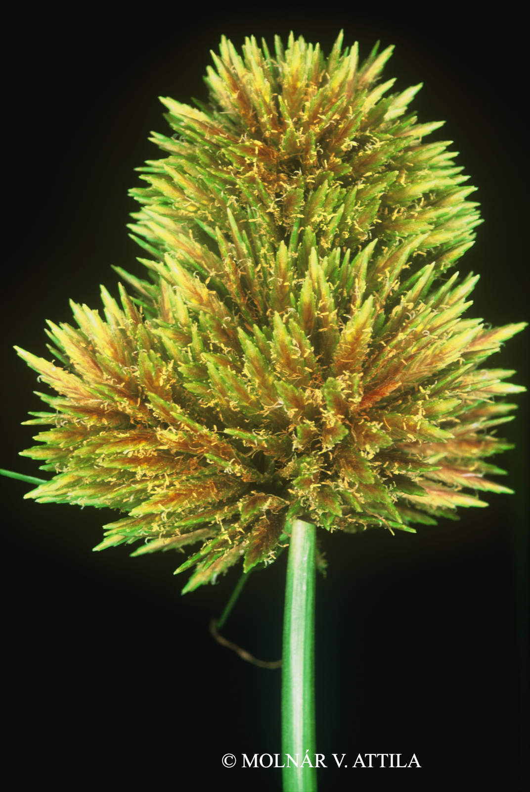 Cyperus glomeratus L.