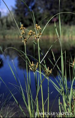 Cyperus glomeratus L. 2.Image