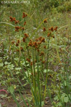 Cyperus glomeratus L. 3.Image