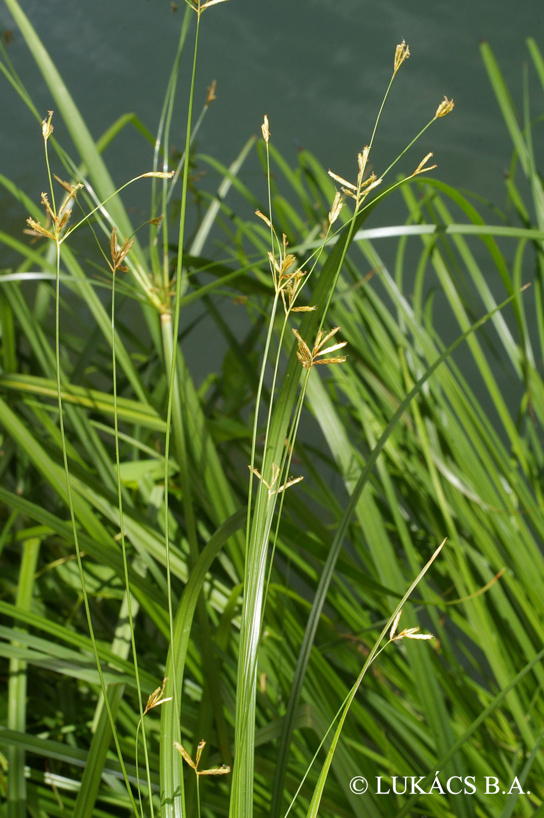 Cyperus longus L.