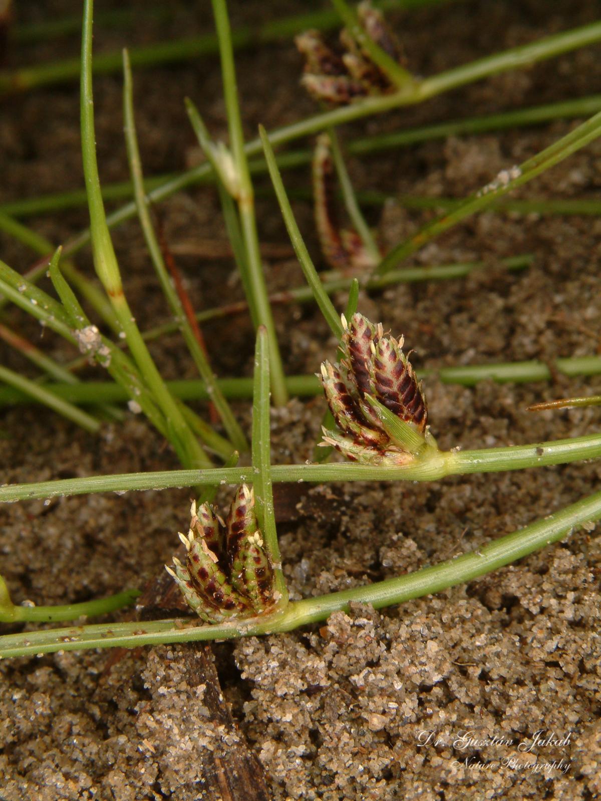 Cyperus pannonicus Jacq.