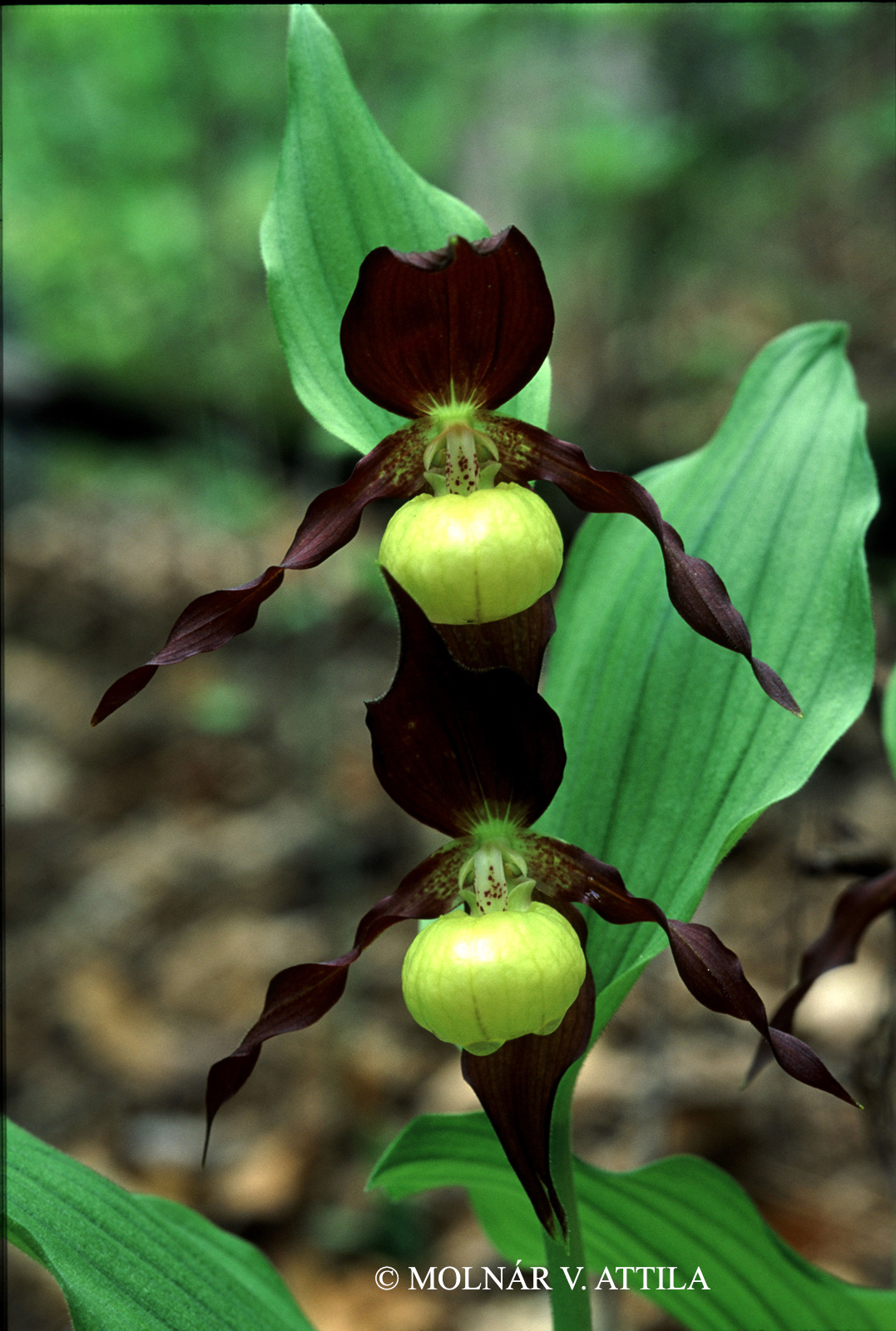 Cypripedium calceolus L.
