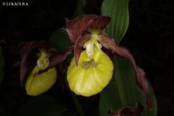 Cypripedium calceolus L. 3.Image