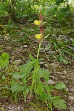 Cypripedium calceolus L. 2.Image