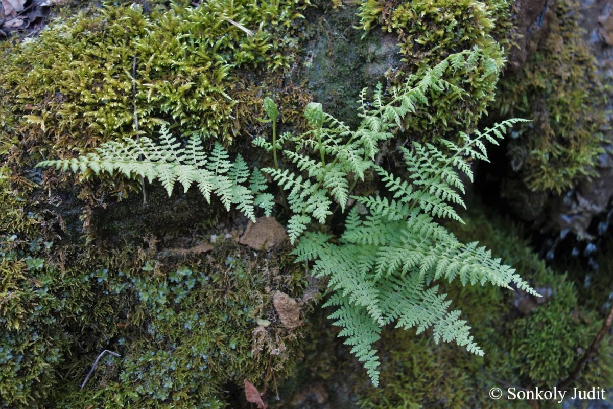 Cystopteris fragilis (L.) Bernh.