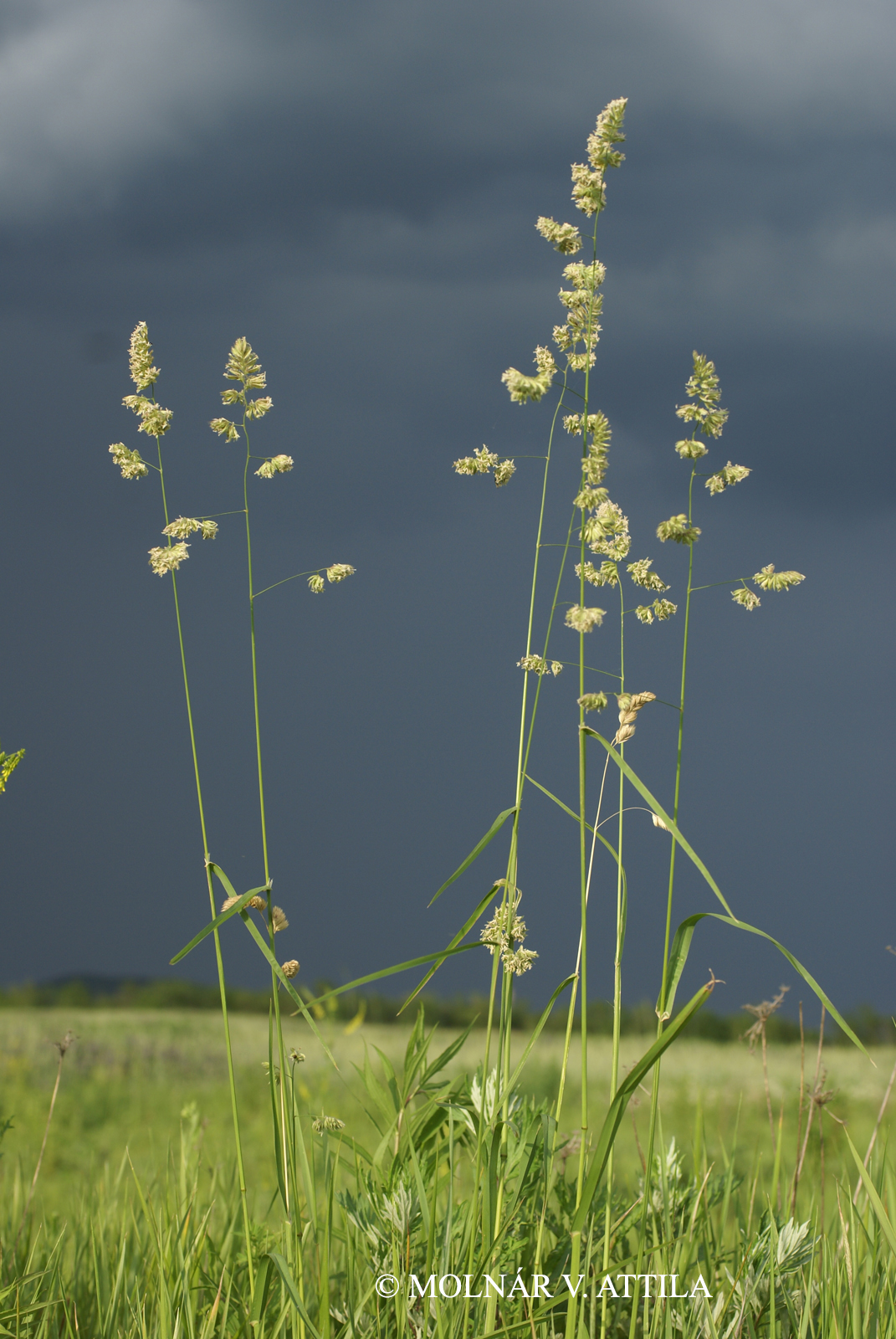Dactylis glomerata L.