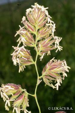 Dactylis glomerata L. 3.Image