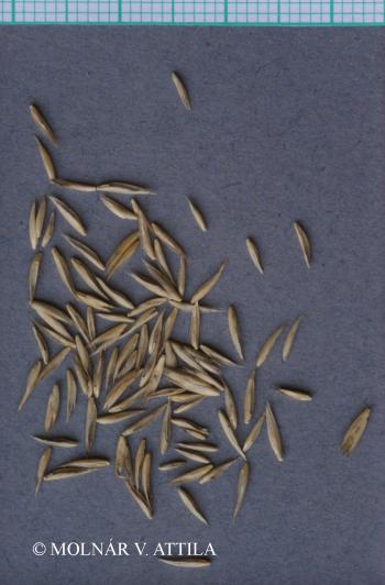 Dactylis glomerata L. 4.Image