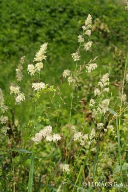 Dactylis glomerata L. 2.Image