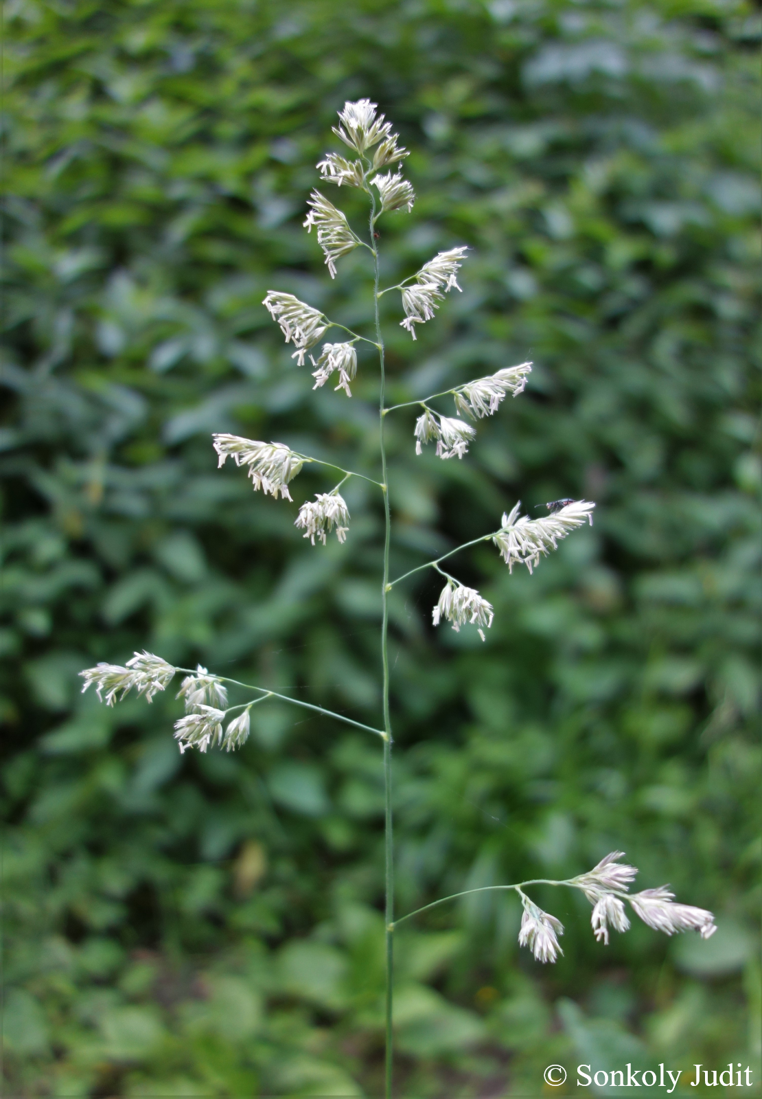Dactylis polygama Horv.