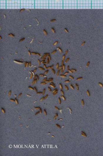 Dactylis polygama Horv. 2.Image
