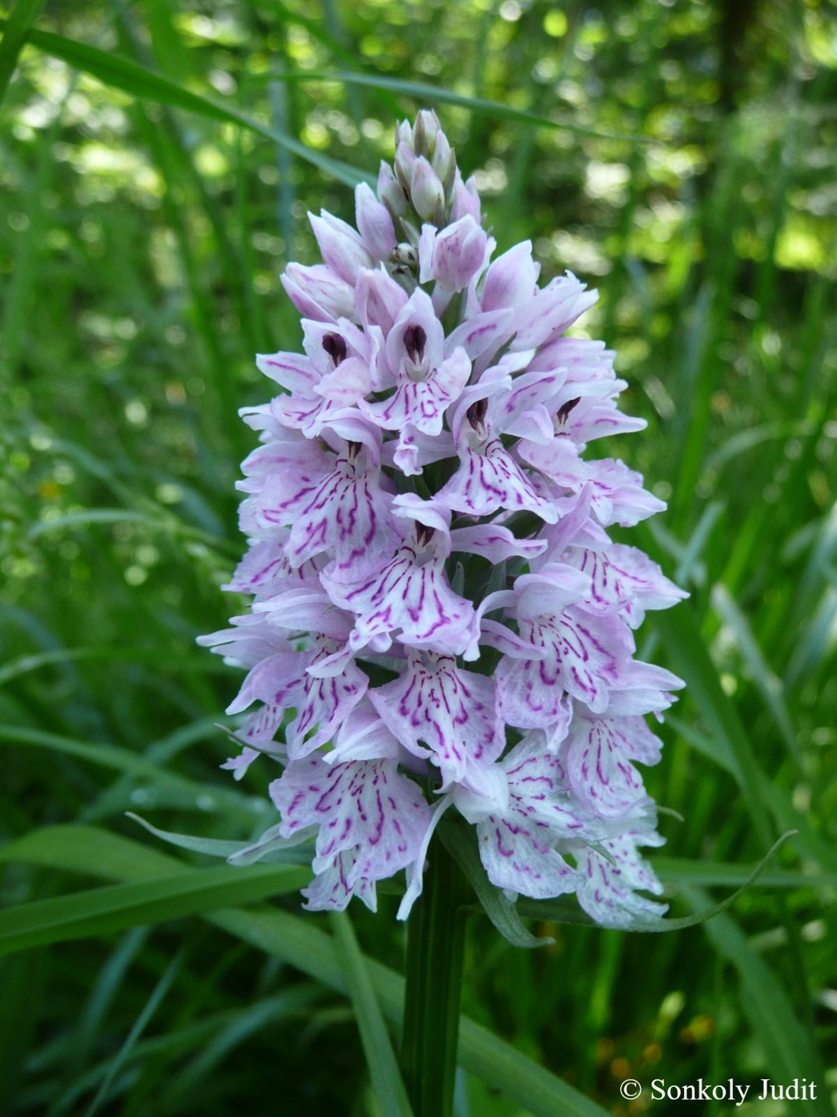 Dactylorhiza fuchsii (Druce) Soó