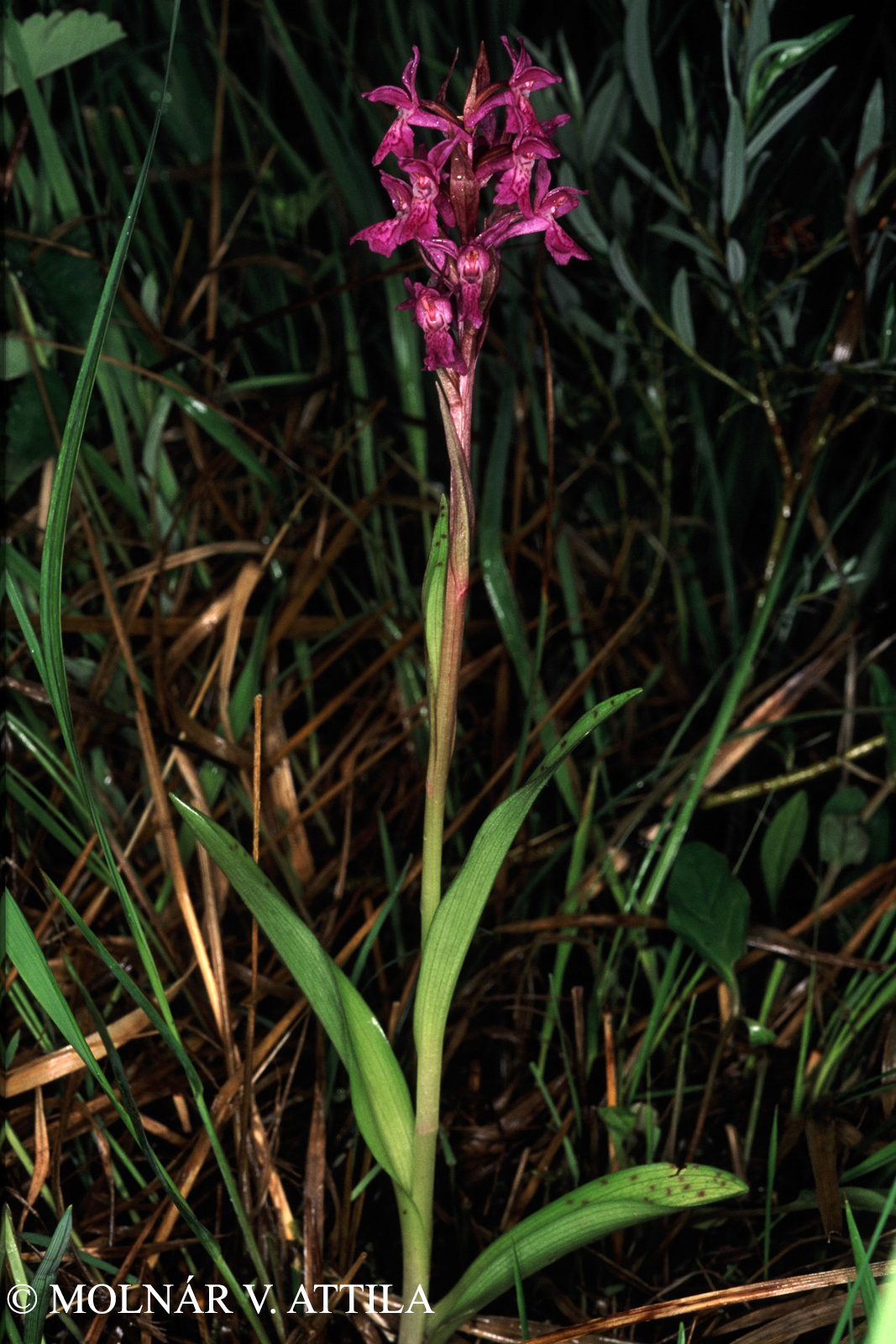 Dactylorhiza lapponica (Laest. ex Hartm.) Soó