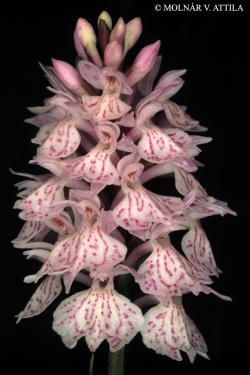 Dactylorhiza maculata (L.) Soó 2.Kép