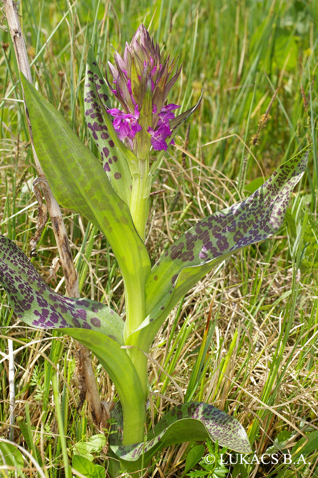 Dactylorhiza majalis (Rchb.) Hunt et Summerh.