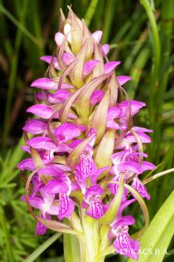 Dactylorhiza majalis (Rchb.) Hunt et Summerh. 2.Kép