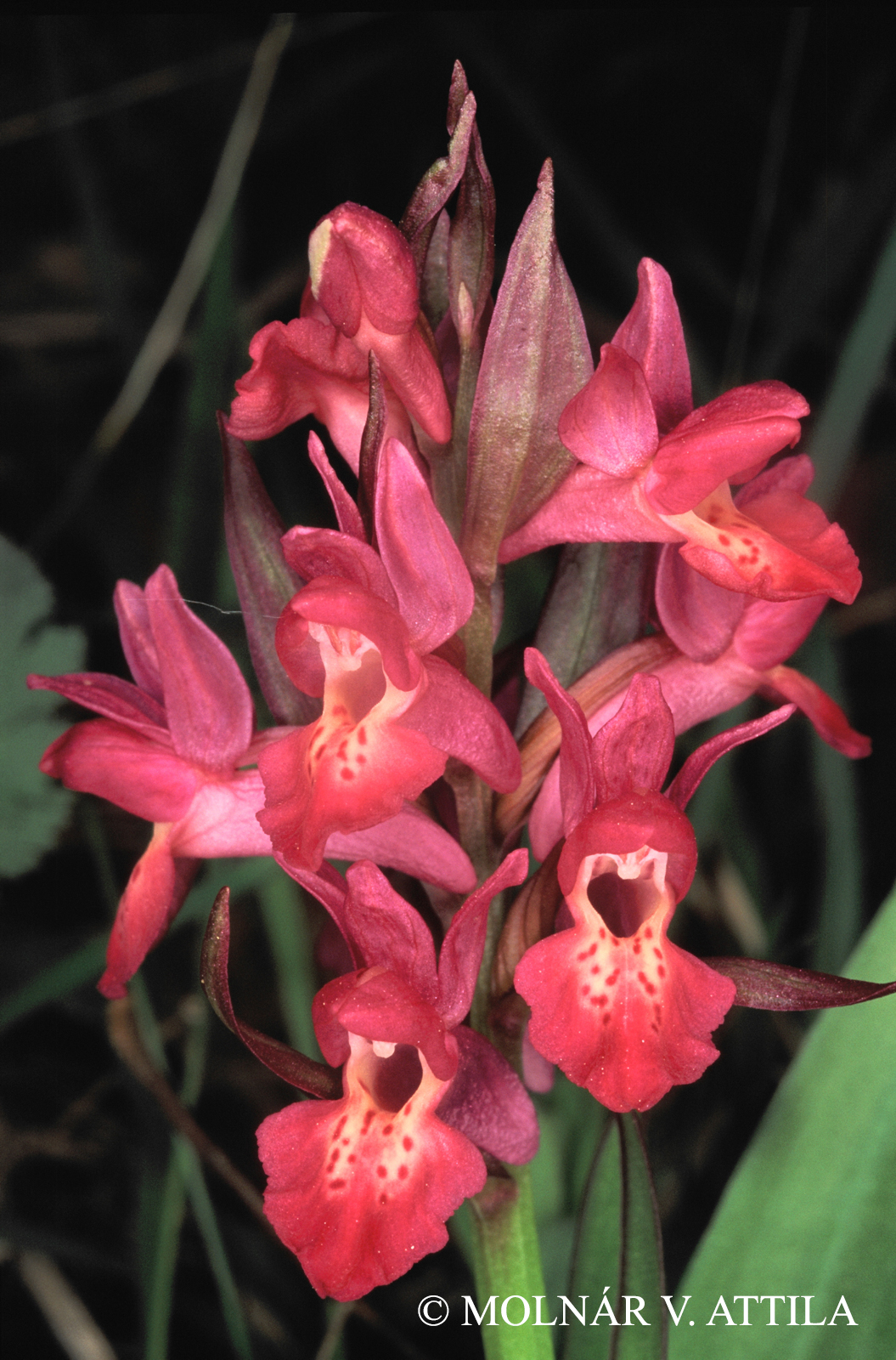 Dactylorhiza sambucina (L.) Soó