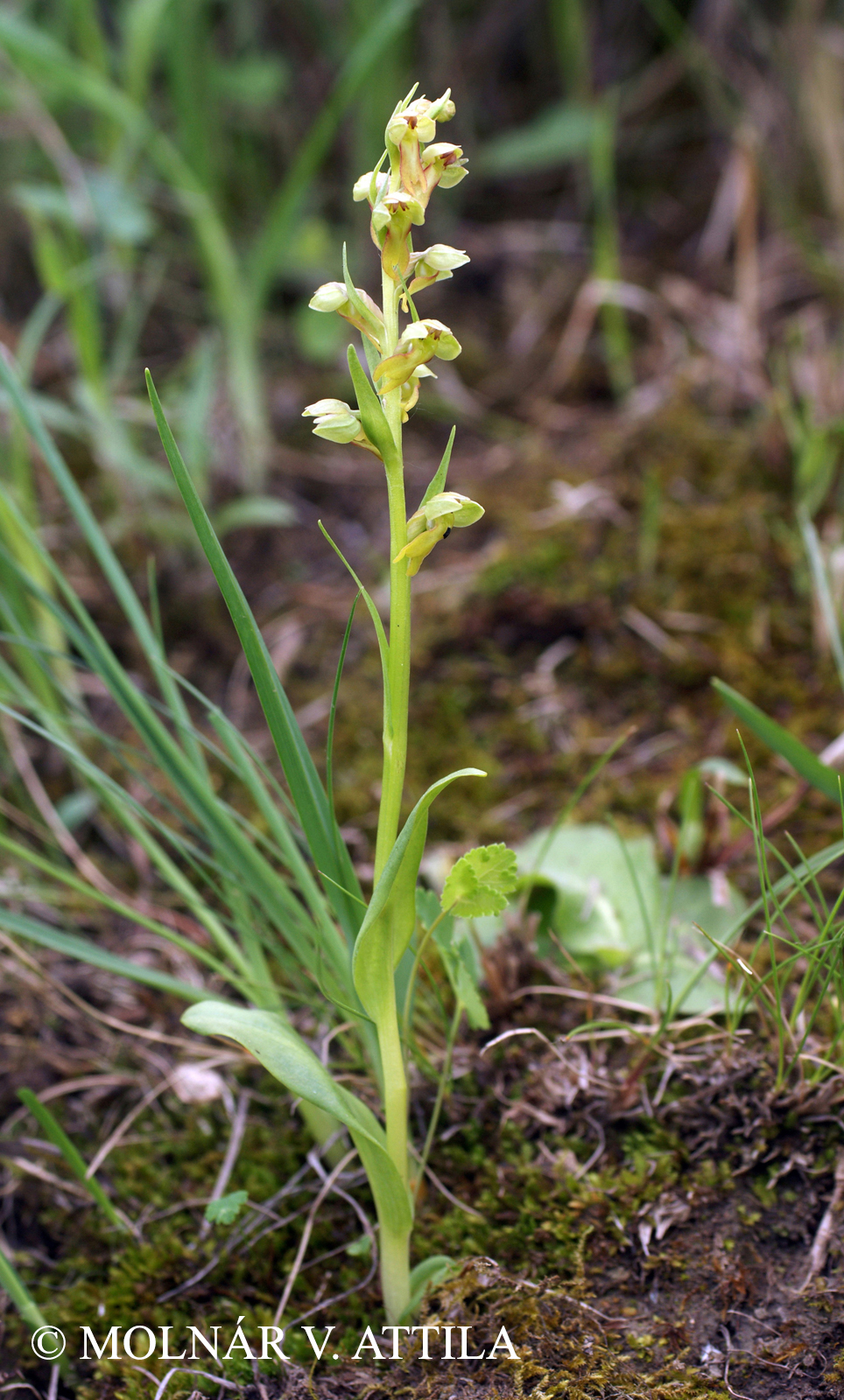 Dactylorhiza viridis (L.) Bateman, Pridgeon et Chase