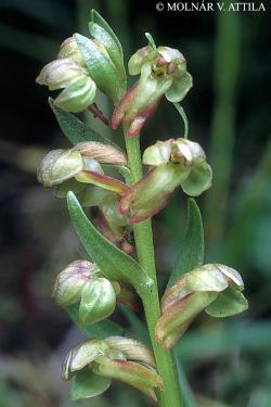 Dactylorhiza viridis (L.) Bateman, Pridgeon et Chase 2.Kép