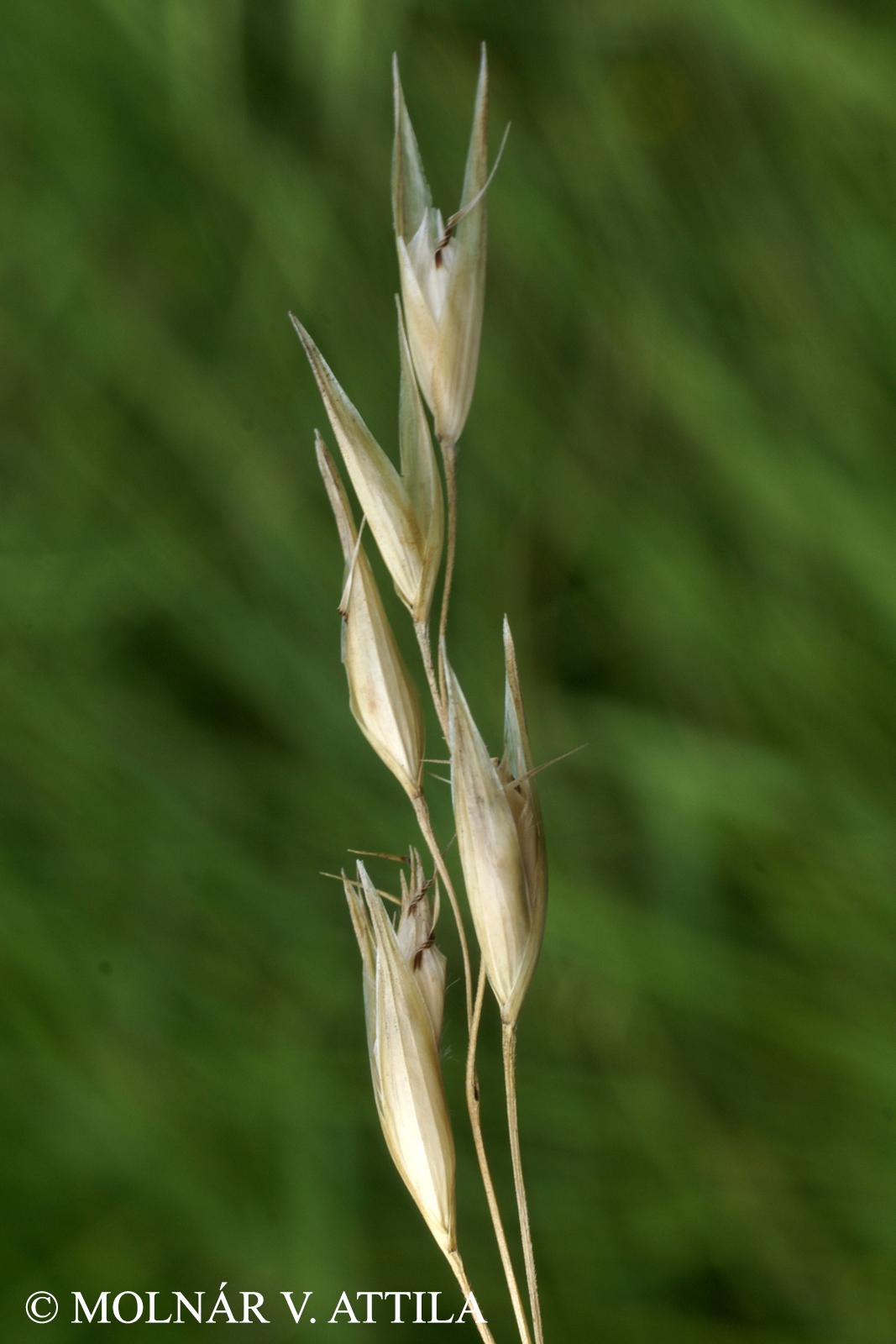 Danthonia alpina Vest