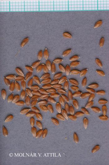 Danthonia alpina Vest 2.Image