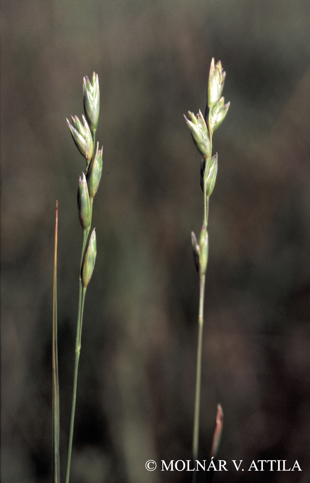 Danthonia decumbens (L.) DC.