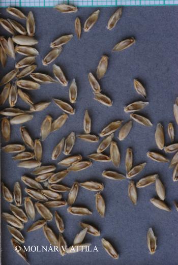 Danthonia decumbens (L.) DC. 2.Image