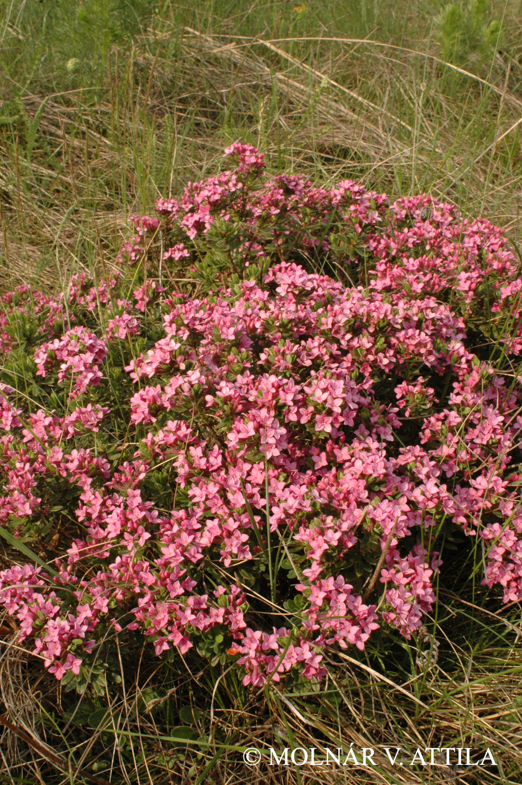Daphne cneorum L.