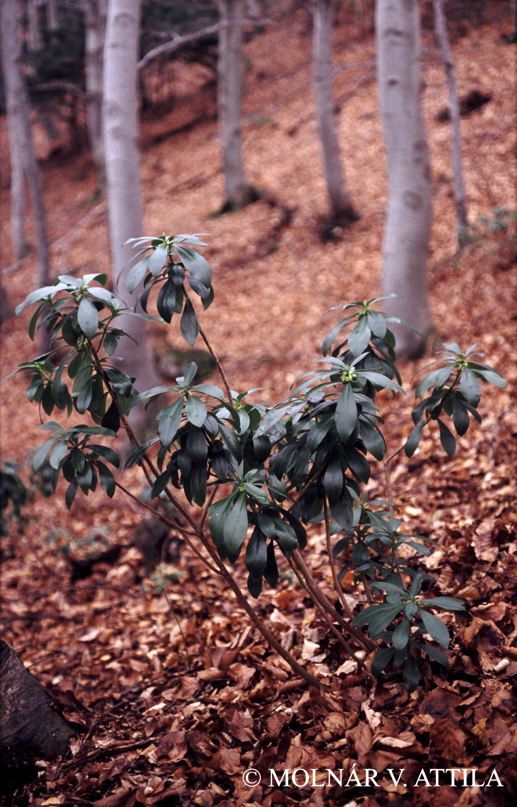 Daphne laureola L.
