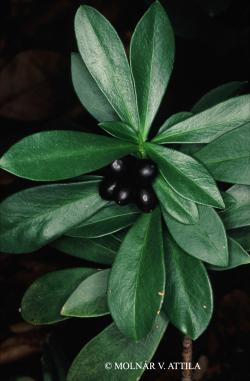 Daphne laureola L. 2.Image