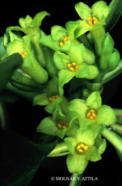 Daphne laureola L. 3.Image
