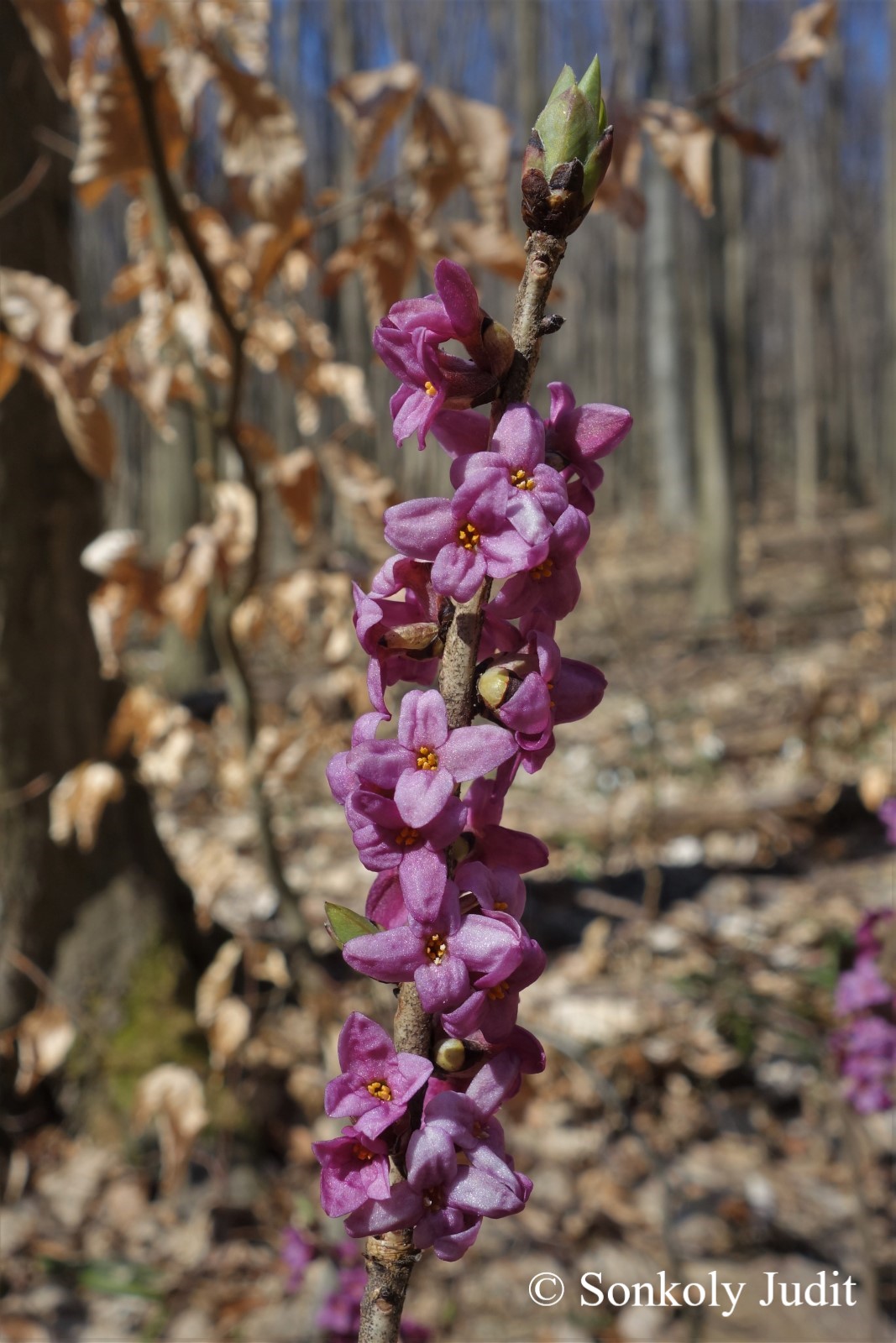 Daphne mezereum L.