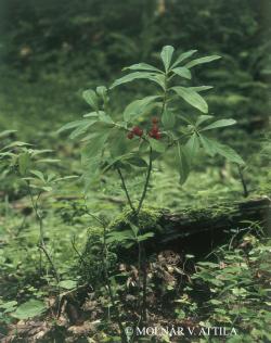 Daphne mezereum L. 2.Image