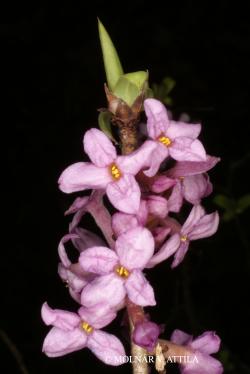 Daphne mezereum L. 3.Image