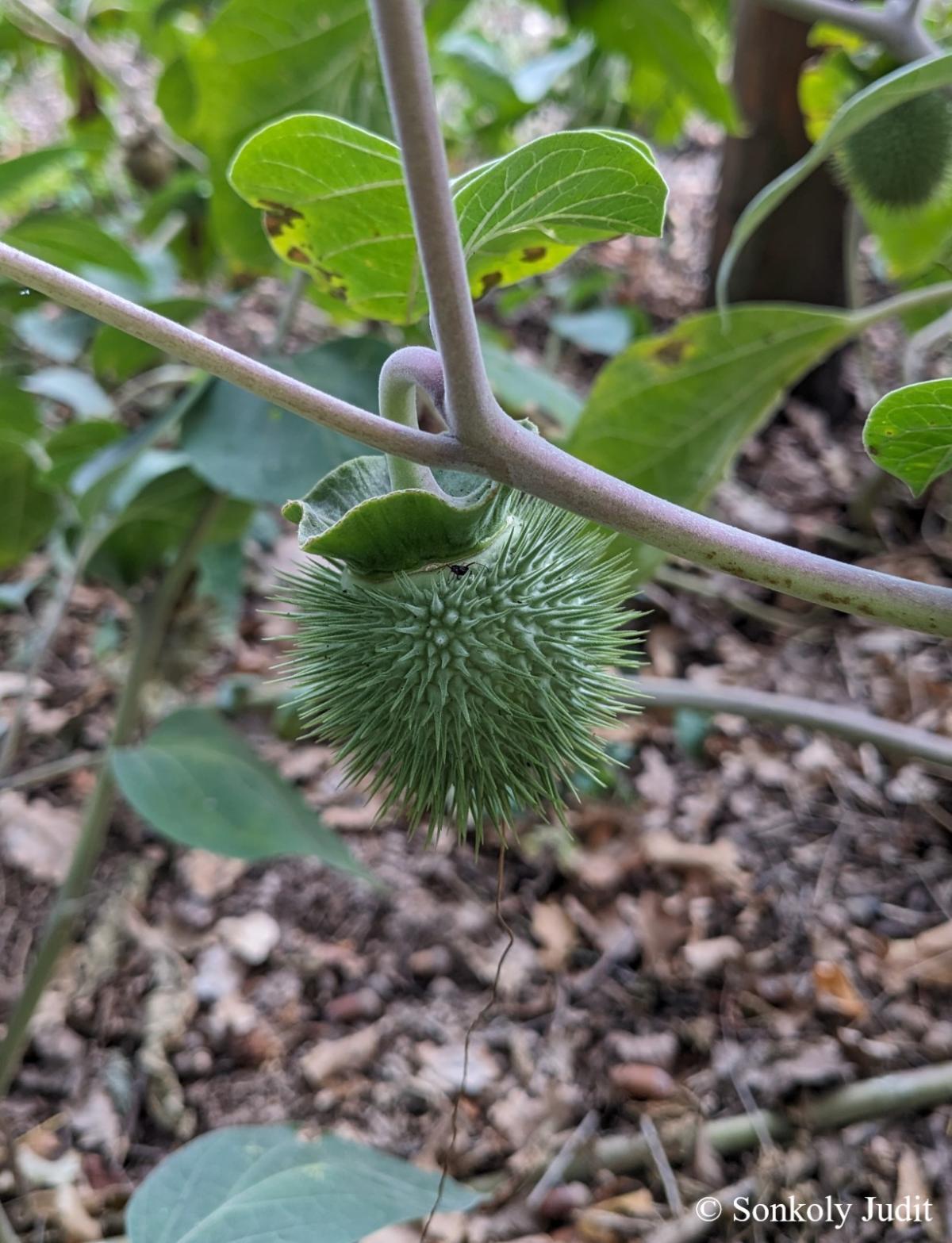 Datura innoxia Mill.