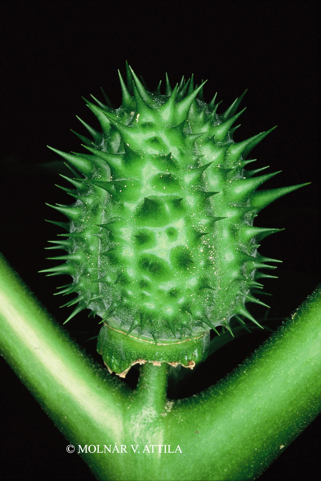 Datura stramonium L.